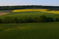 Champagne Jacquart: La Vendemmia 2015