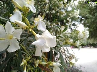 Recensione Alcatel OneTouch Idol 3 (4.7