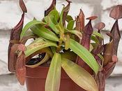 Nepenthes