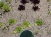 Irrigazione: anche l’acqua mare basso costo!