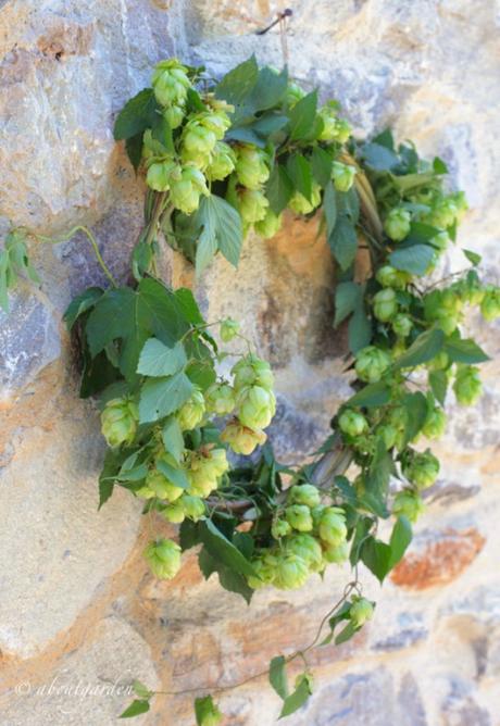 Ghirlanda di luppolo