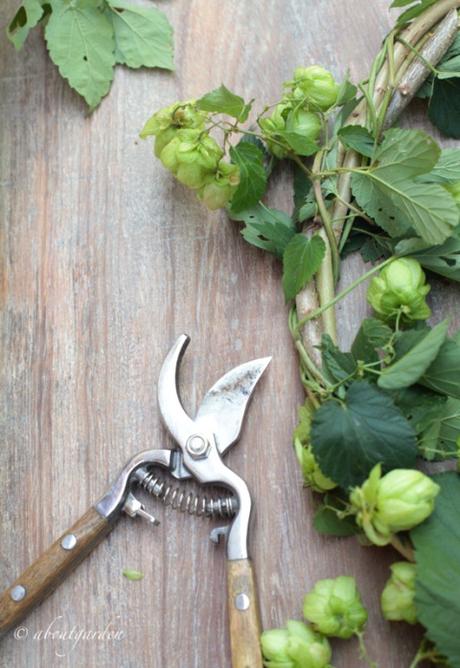 intreccioo dei tralci di luppolo