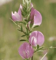 Ononide Spinosa, per l'apparato urinario