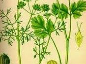 Coriandolo, olio essenziale