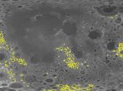 GRAIL luce passato della Luna