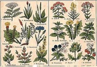 PAVIA. “Le erbe selvatiche nel calderone delle streghe e sulla tavola della salute” incontro in Biblioteca Universitaria