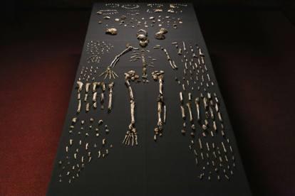 Scoperta una nuova specie umana, l'Homo Naledi
