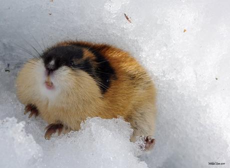 angry_lemming_5_by_lekkim-d3eu8ek