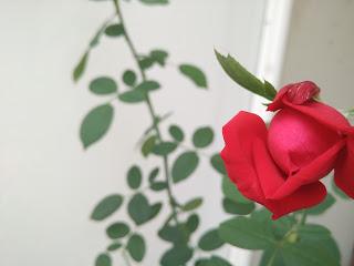 Recensione e videorecensione di Xiaomi Mi 4i, device mid-range con aspirazioni da high-end!