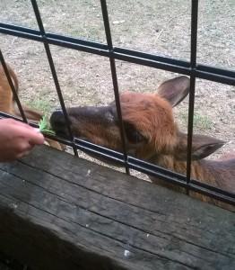 ModaeStyle_ParcoFaunisticoLeCornelle