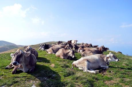 giro per malghe sul monte cesen