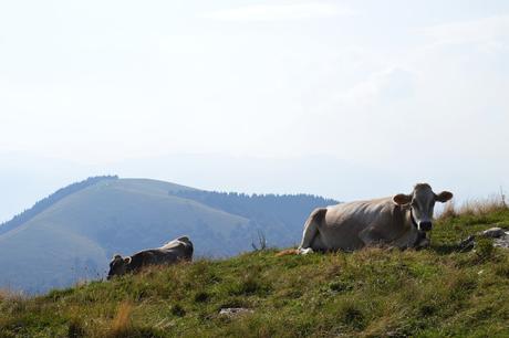 giro per malghe sul monte cesen