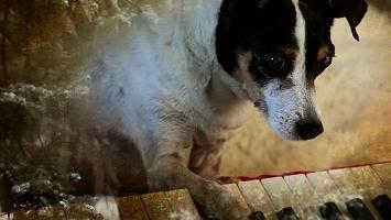 Venezia 72: la classifica dei migliori 10 film del Festival e qualche considerazione sul Palmarès