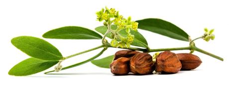 Olio di Jojoba, scopriamolo insieme!