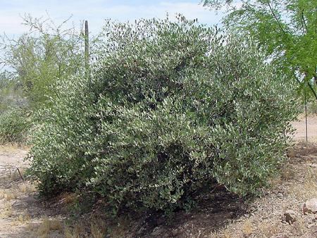 Olio di Jojoba, scopriamolo insieme!