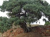 Ofelia alberi Sardegna