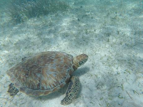 Belize: perchè scegliere Caye Caulker