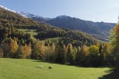 Alto Adige: soggiornare in un maso Gallo Rosso