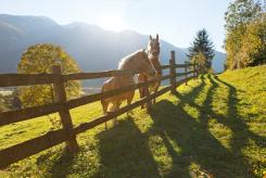 Alto Adige: soggiornare in un maso Gallo Rosso