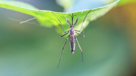 Febbre Dengue, dalla puntura di una zanzara