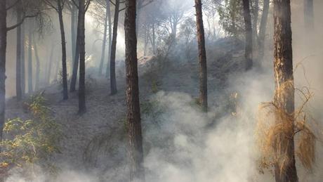 incendio pineta