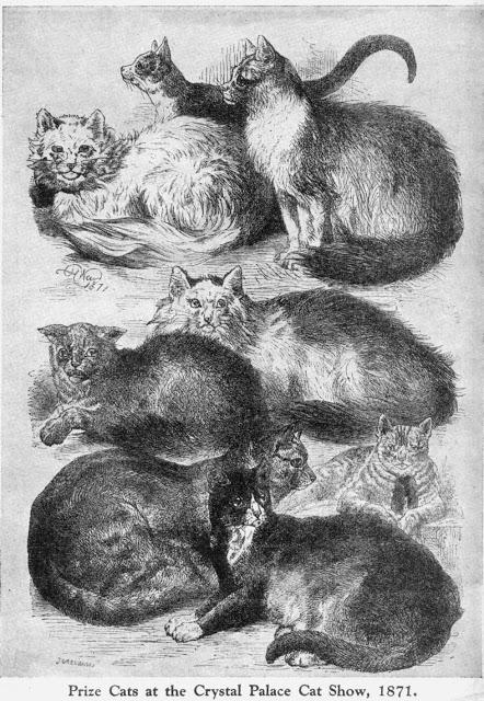 The first cat show in history: London, Chrystal Palace, July 13th, 1871.