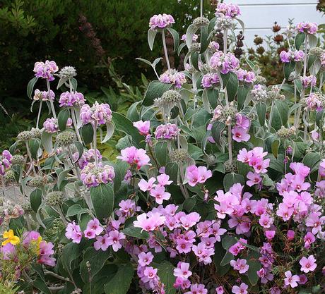 DUE CUORI, LA PIOGGIA E UN SETTEMBRE, di Phlomis68