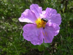 DUE CUORI, LA PIOGGIA E UN SETTEMBRE, di Phlomis68