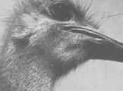 BLONDES, Rein Persuasion