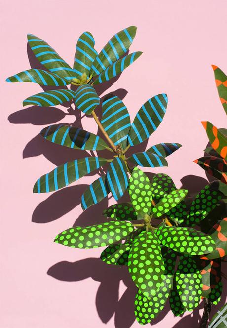 ARTE: Wonderplants di Sarah Illenberger