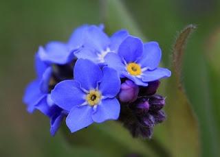 Tutti in viola per la Giornata Mondiale dell'Alzheimer