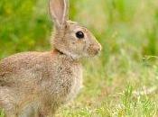 caso Enteropatia Mucoide coniglia risolto terapia omeopatica