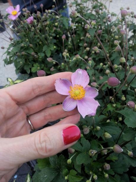 Blossom zine blog Perugia Flower Show 2015 (17)