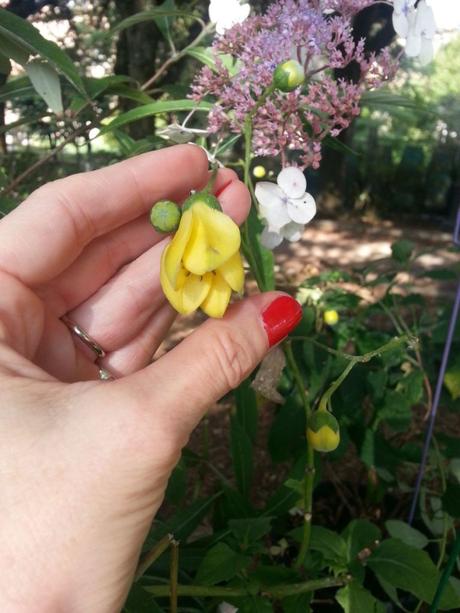 Blossom zine blog Perugia Flower Show 2015 (6)