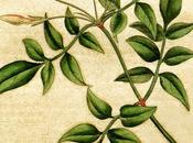 Gelsomino, olio essenziale