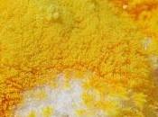 Fior Zolfo, proprietà