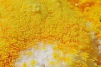 Fior di Zolfo, usi e proprietà