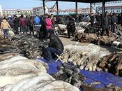 Arriva freddo vediamo indossare pelle nessuno!