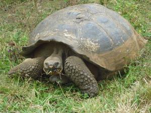 Tartaruga gigante Galapagos. Foto: wikimedia commons