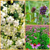 Potenti antivirali per sconfiggere influenza e raffreddore, ecco gli estratti miracolosi