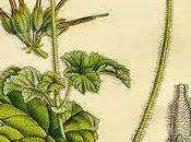 Geranio, olio essenziale