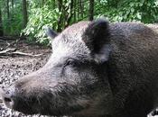 Quello renzismo dice (133) Sull’editto contra talk-show. tocca difendere Massimo Giannini Giovanni Floris…