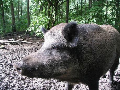 Il solito parente del cinghiale di Floris