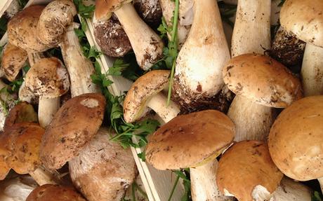 Sagra dei funghi porcini a Cusano Mutri