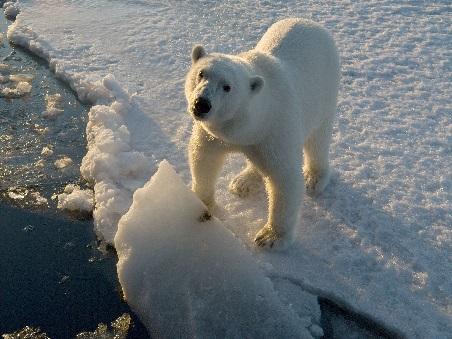 Orso polare, Norvegia, foto Steve Morello WWF