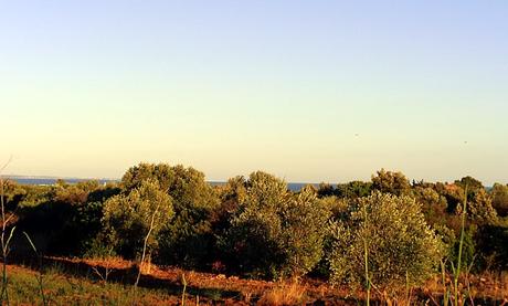 Olio dalla Tunisia e la Puglia giustamente protesta