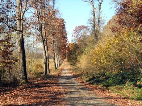 Oggi arriva l'autunno