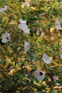 pavonia hastata_autumn blooming