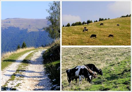 Marca Trevigiana Blogtour AIFB: una giornata presso la Malga Molvine Binot (giorno 2)