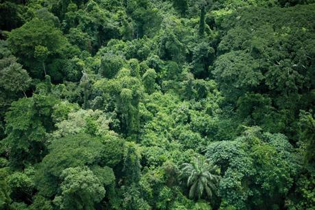 2 FEB 2007 - Bandundu, Democratic Republic of Congo - Aerial photograph of the forests in the Bandundu province. © Greenpeace/Kate Davison  NO ARCHIVING. NO RESALE. NO AFTER MARKET OR THIRD PARTY SALES. OK FOR ONLINE REPRO